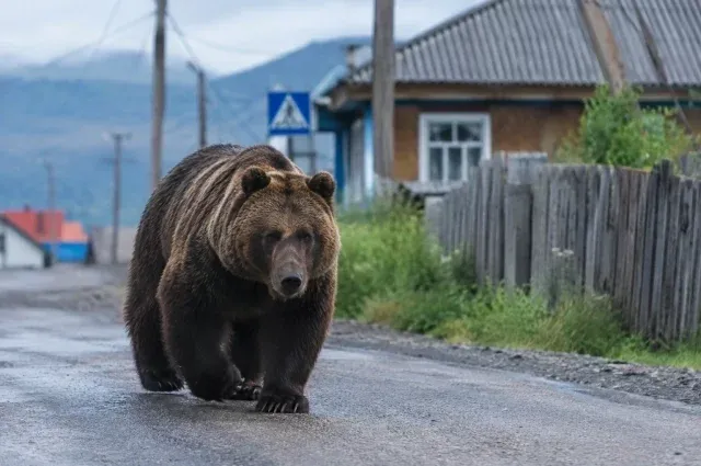 Туристам советуют не посещать Говорливый камень из-за медведя