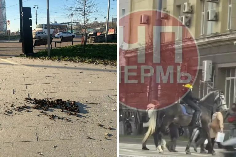Конная полиция в Перми начала собирать навоз за лошадьми